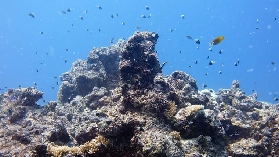 吉達紅海潛水體驗
