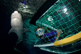 新西蘭奧克蘭凱莉塔頓水族館門票