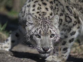紐約中央公園動物園門票