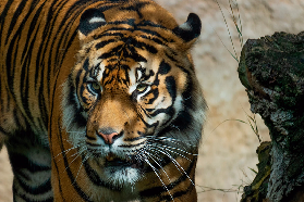Bioparc Fuengirola 門票