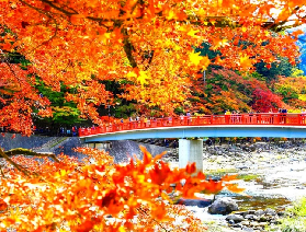 2026 Nagoya Autumn Leaves: 700-Year-Old Ginkgo at Kokeizan Eihoji Temple & Obara Cherry-Maple Spectacle & Korankei Fall Foliage One-Day Tour