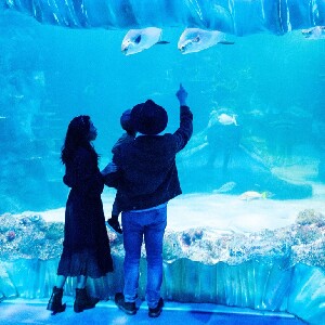 雪梨 SEA LIFE 水族館門票
