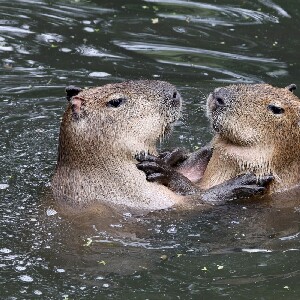 沖繩名護自然動植物公園門票