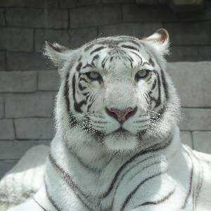 東武動物公園門票