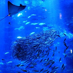 京都水族館門票