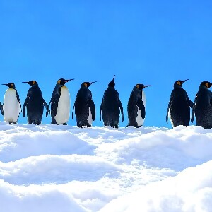 旭山動物園 & 精靈露臺 & 美瑛牧場 (雪地摩托/迷你馬車體驗) & 白鬚瀑布一日遊 (送原創記念品)