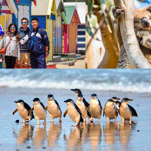 菲利普島一日遊