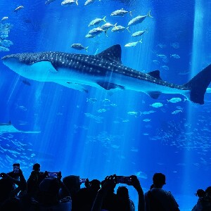 沖繩Hip Hop Bus觀光巴士之旅：古宇利島＆萬座毛＆其他熱門景點