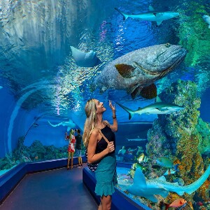 凱恩斯水族館門票