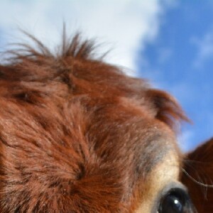 澳洲華納兄弟電影世界 / 海洋世界 / 狂野水上世界通票