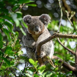 雪梨費瑟戴爾野生動物園門票