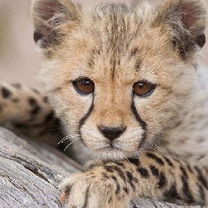 莫納托野生動物園門票