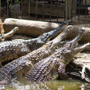 凱恩斯哈特利鱷魚公園門票