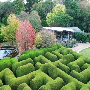 雅思迷宮和薰衣草花園門票