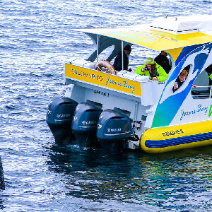 傑維斯灣觀鯨遊船巡航