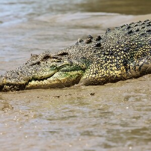 跳躍鱷魚及自然探索者半日遊