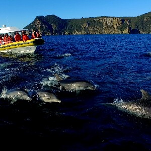 塔斯馬尼亞州3小時遊船巡航（亞瑟港出發）