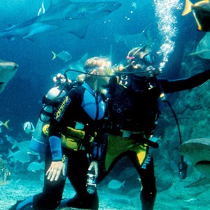 墨爾本海洋生物水族館與鯊魚共潛體驗