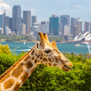 雪梨塔龍加動物園套票（渡輪船票＆動物園門票）