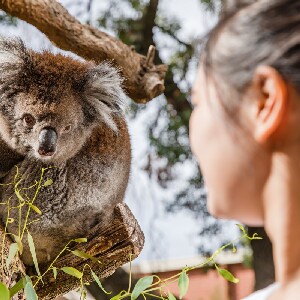 阿得雷德動物園門票