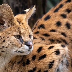 莫戈野生動物園門票