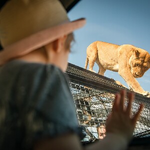 阿德萊德莫納託野生動物園360度觀獅體驗