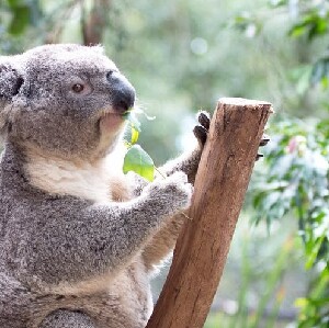 藍山＆動物園一日遊（含中文導遊）
