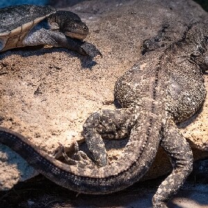 澳大利亞Ranger Red's 動物園門票