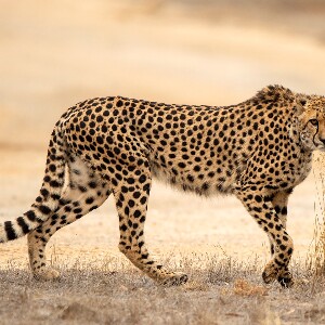 莫納託野生動物園獵豹體驗