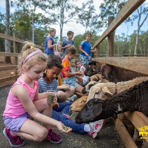 布裏斯班動物農場體驗