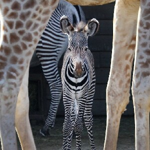 阿姆斯特丹阿提斯皇家動物園門票