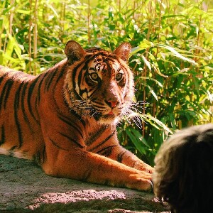 鹿特丹動物園門票