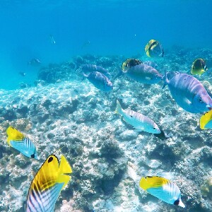 沖繩慶良間渡嘉敷島浮潛＆尋找海龜體驗