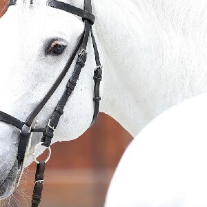維也納西班牙騎術學校之旅