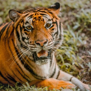 菲律賓宿霧野生動物園門票