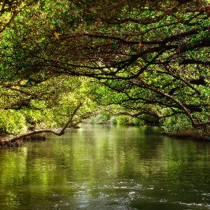 臺南四草綠色隧道門票