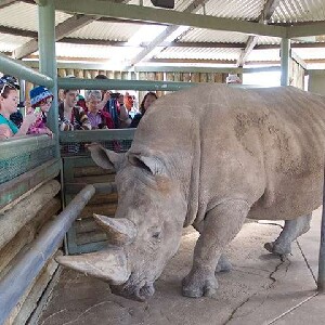 莫納托野生動物園：黑白犀牛互動體驗