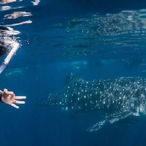 埃克斯茅斯與鯨鯊共遊體驗
