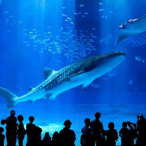 【那霸／北谷出發】沖繩美麗海水族館＆美國村之旅