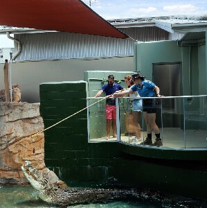 達爾文巨鱷餵食體驗＆導覽之旅
