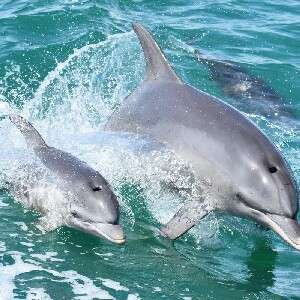 曼杜拉賞海豚景觀遊船之旅