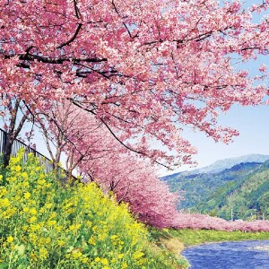 日本河津櫻+淨蓮瀑布+伊豆修善寺一日遊