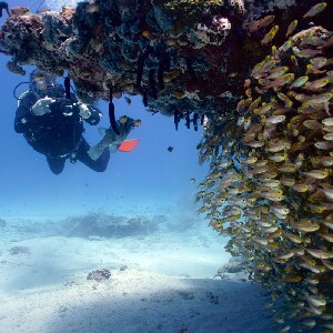 埃克斯茅斯出發|穆隆群島浮潛＆潛水體驗