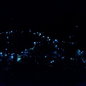 黃金海岸夜間雨林及螢火蟲半日遊