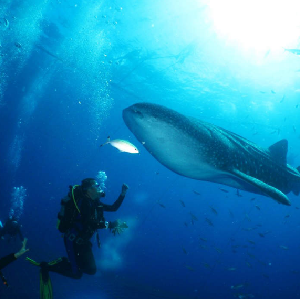 鯨鯊共遊浮潛／潛水／Fun Dive潛水體驗