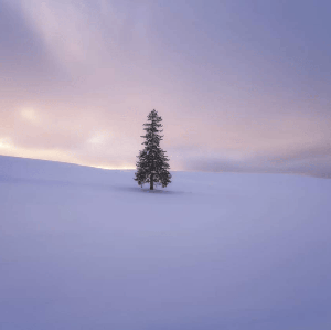 【中英粵導遊】北海道夜景：旭山動物園&青池&精靈露臺一日遊