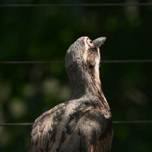 凱恩斯庫蘭達鳥類世界門票