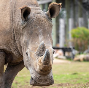悉尼動物園門票