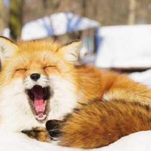 新宿出發 |【日本東北二日遊】銀山溫泉 藏王樹冰 狐貍村（中英文導遊）