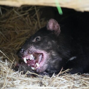 塔斯馬尼亞惡魔動物園門票
